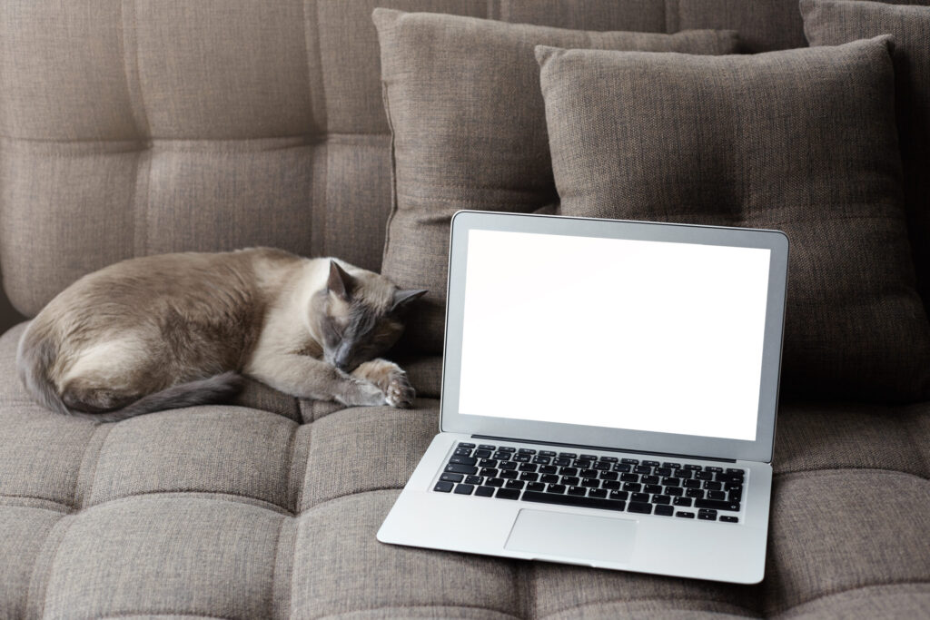 Como criar gato em apartamento