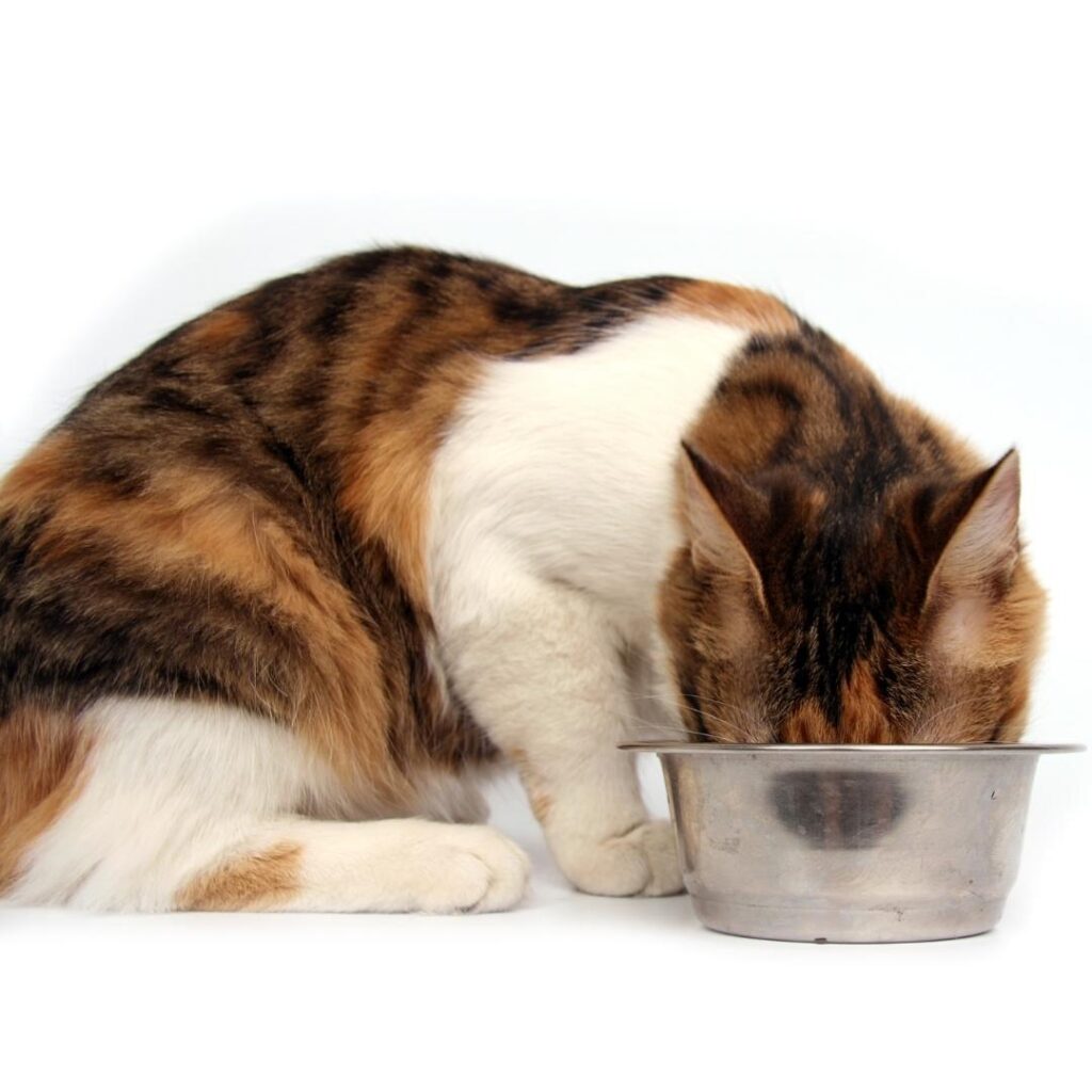 como dar comprimido para gato