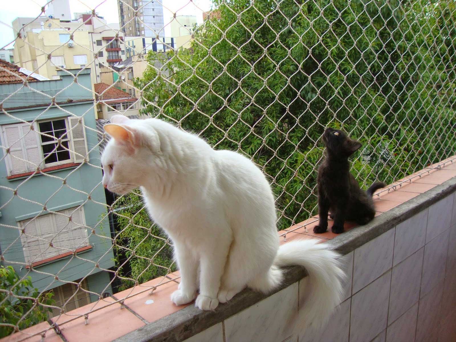 Dicas de Segurança para Pets: Redes de Proteção em Apartamentos para Gatos